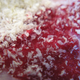 Illustration for article titled The Magic Powder Made from Crab Shells That'll Keep You From Bleeding to Death